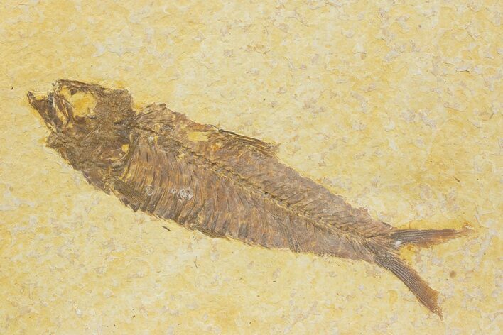 Detailed Fossil Fish (Knightia) - Wyoming #373717